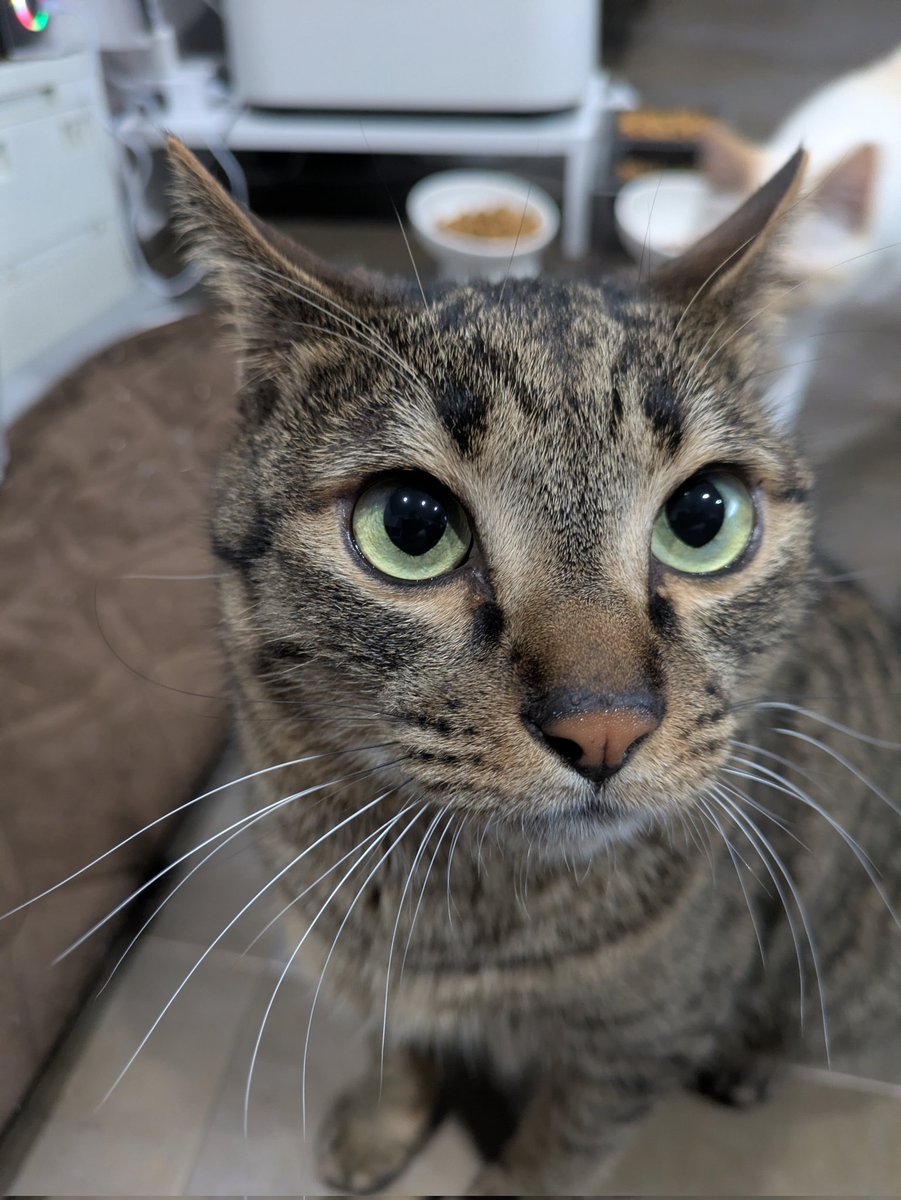 G5Xjx's tweet photo. うちの子イケメンやわ
 #ねこのいる暮らし #保護猫  #猫好きさんと繋がりたい  #猫好きな人と繋がりたい https://t.co/jqruxv3llQ