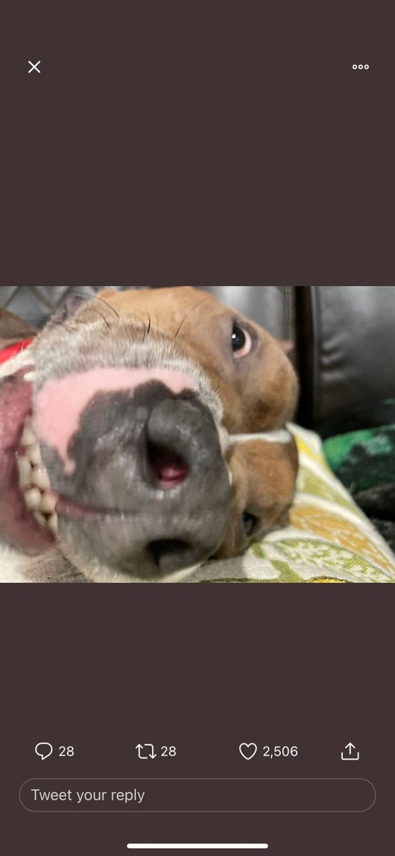 Loading_Logic's tweet photo. @BigJigglyPanda just watched your update video and wanted to say I’m so sorry for your loss with Chester. He made a big impact on so many people’s lives. I’ve had this picture of him since 2021. He will live on in our memories for years to come. https://t.co/9vlikKGmOu