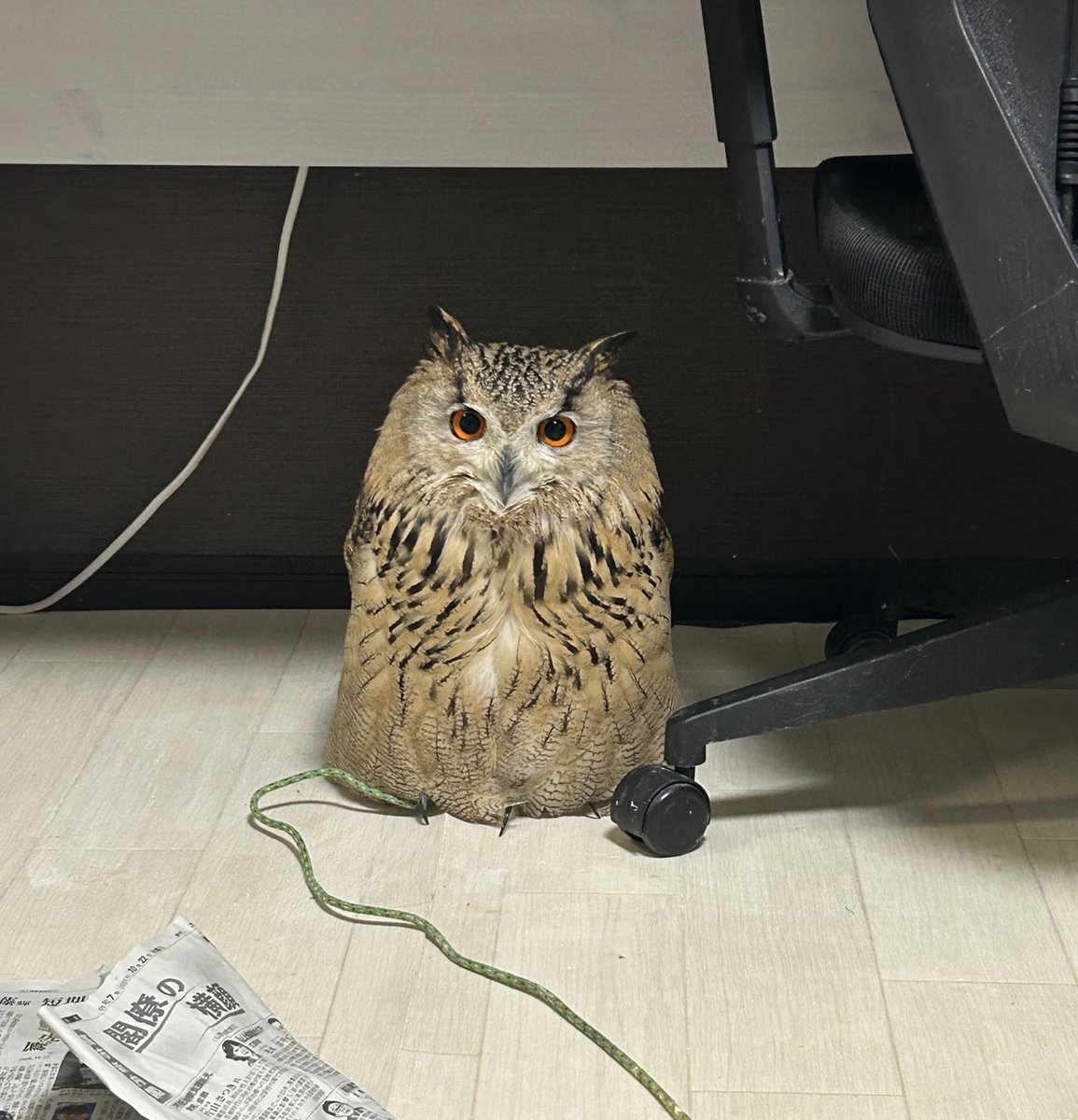 ひいらぎ tweet media