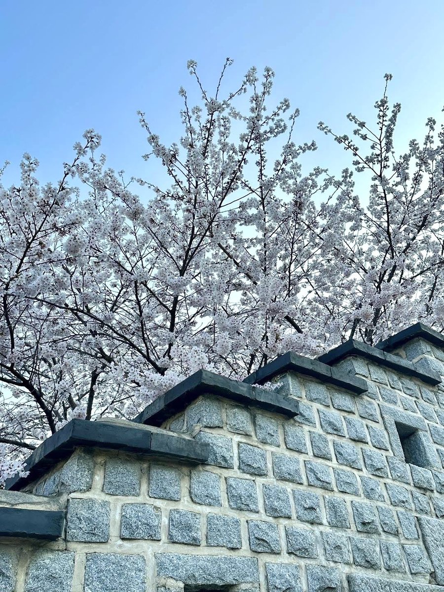 จุดดูพ็อตกดสวยๆที่ซูวอน ต้องมีที่นี่!
อุโมงค์ โลเคชันถ่ายซีรีส์ 25,21
ตอนพ็อตกดฟูลบลูมสวยมากกกกก 🌸
ปีที่แล้วแอดไป 11 เม.ย. เป็นแบบในรูปเลยๆๆ ซูวอน ห่างจากโซลแค่ 1 ชั่วโมง ที่เที่ยวเยอะ ไวป์ดีมาก ต้องมากันนะ 

#รีวิวเกาหลี