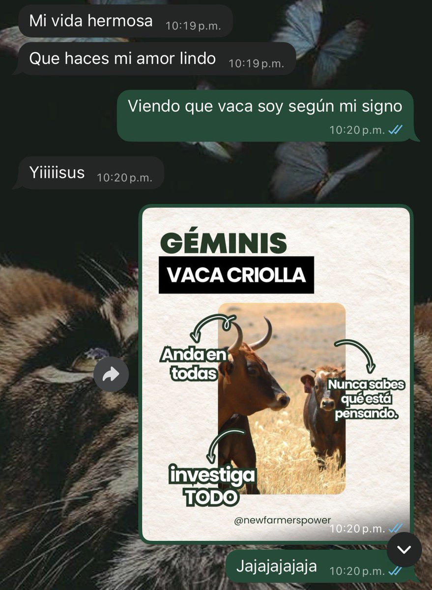 Básicamente esto es tener una relación conmigo, la imagen acertó jajajajaja si soy una vaca criolla
