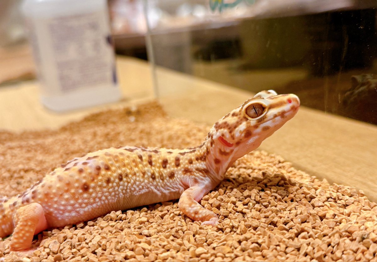 HARRY30266433's tweet photo. 美人なトカゲちゃん🦎

おはようございます✨
本日も12時よりオープンいたしました🐾
皆様のご来店をお待ちしております🌟

☎︎ 045-225-8815

#leopardgeckos #ヒョウモントカゲモドキ #animalcafe #動物カフェ #横浜中華街 https://t.co/XuJFEc56CV