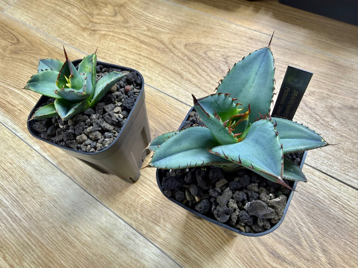 今なにかと話題な国のまだ個体の特徴が全く出てないイラン産アガベ