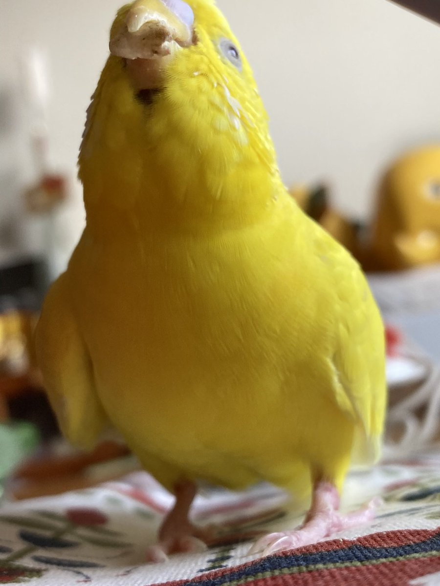 うすしおo tweet media