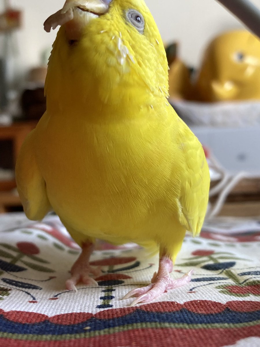 うすしおo tweet media