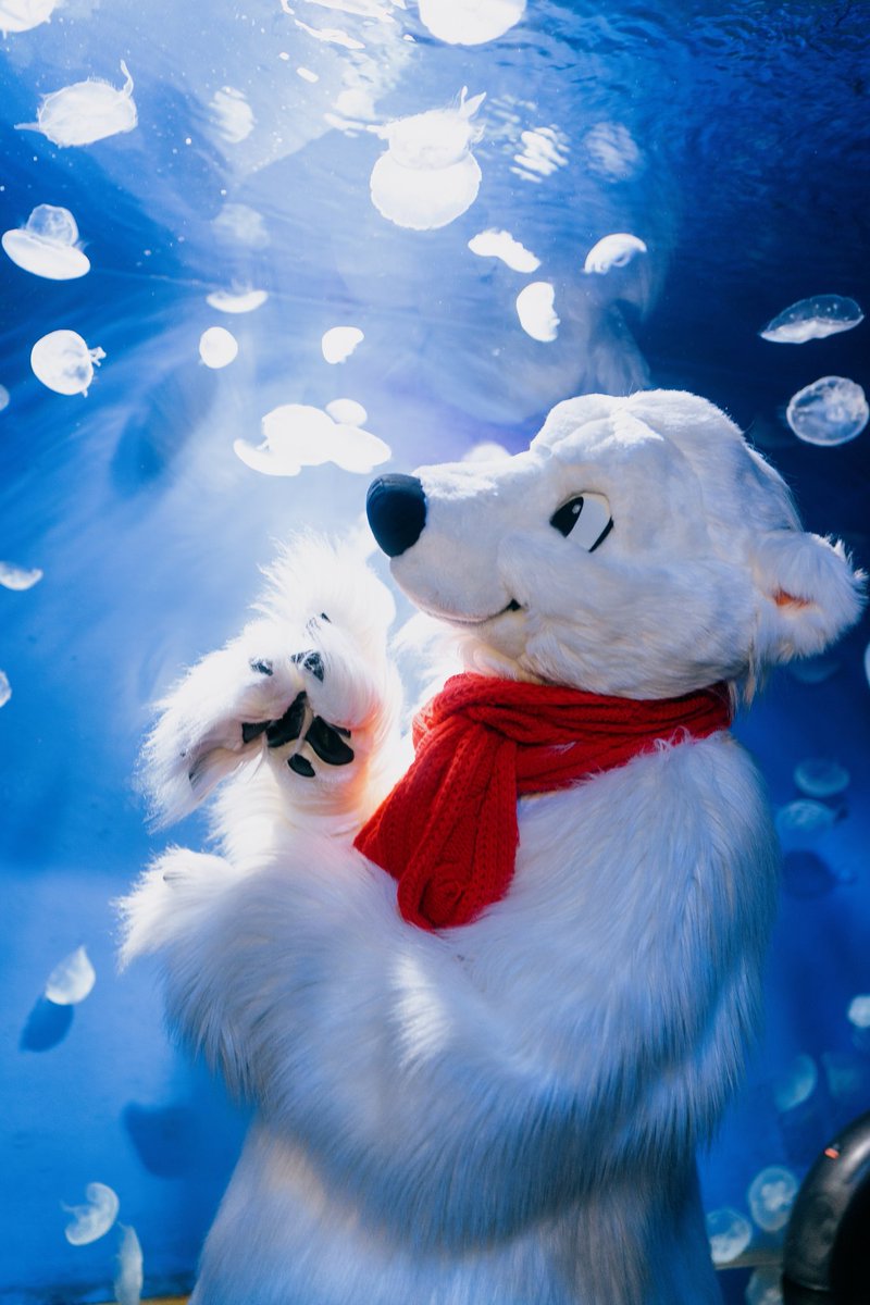 ハム Ham🔜FurstClass tweet media