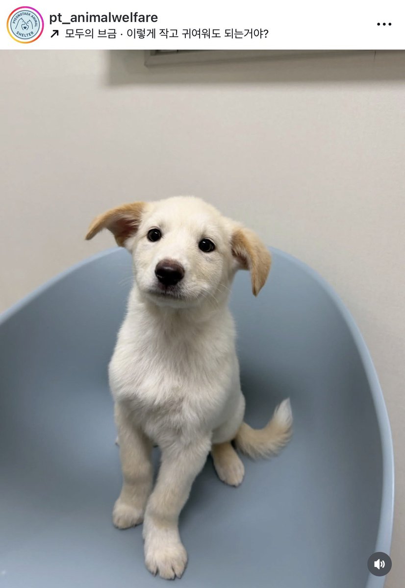 유명한 얼빠 지니진예앰이 장담하는 와기 미견
경기도 평택시 동물보호센터에 있는 🧀뽀또🧀

5-6개월령 남아
경기-평택-2026-00109

타래로 입양홍보 원글 인스타그램, 포인핸드 공고 링크