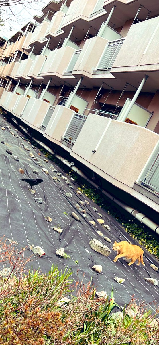 b___psycho's tweet photo. リアルゴミ捨て場の決戦 https://t.co/MInexOBxg3