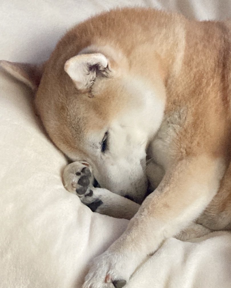 Happy0221_'s tweet photo. 可愛すぎて… https://t.co/6mPZ6ERog9