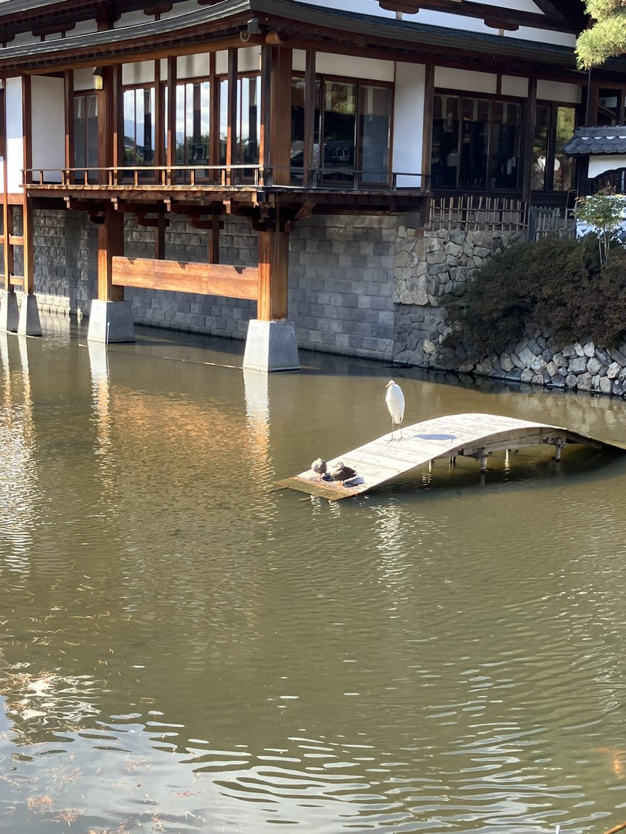 渡部 真理子 Mariko Watanabe tweet media