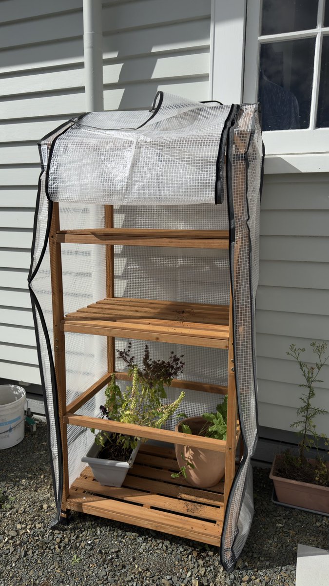 Weekend kemarin aku nyari kesibukan bangun mini green house untuk persiapan winter 😂

Sekalian melindungi herbs ku dr hama. Kesel aku basil sama mint sampe gundul. 

From this                   To this