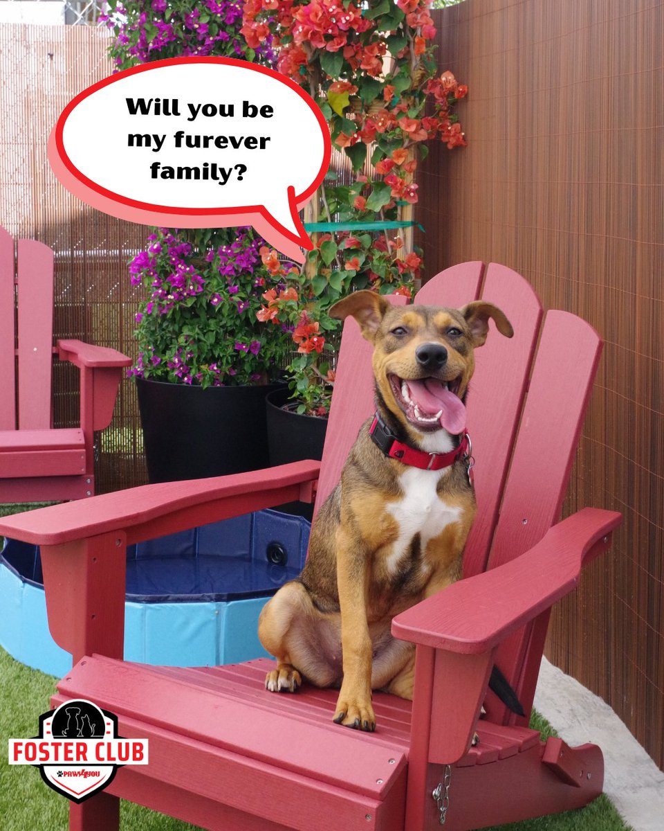 paws4you's tweet photo. Sadie is officially accepting applications… for her forever family 🐾

✔ Sweet and friendly
✔ Loves every person she meets
✔ Dog-friendly and playful
✔ Knows commands like sit and down
✔ 6 months old mixed breed

Think you might be a match? ❤️ https://t.co/yurbGUIuMx https://t.co/b2NqQNOPrG