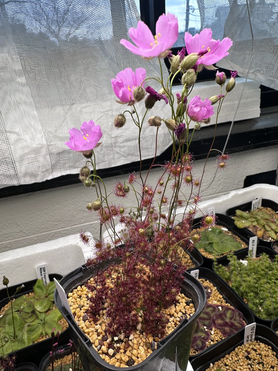 グ ラ ス ラ （4/10〜12inサンシャイン 「オキボタ」） (@grandsura