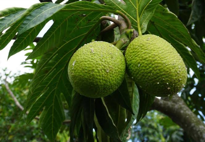 𝐒atoru tweet media