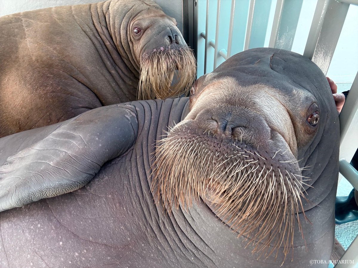 TOBA_AQUARIUM's tweet photo. 親子だなあ…: 先日の出来事。 パフォーマンス終わりにツララといちこと遊んでいて、ふと思ったことがあります。   ・・・めちゃくちゃ既視感ある。   ポウちゃんだー！！！ となりました（笑） さすが親子。やっぱり似る https://t.co/SeoI3H4wno https://t.co/WlcUErp72z