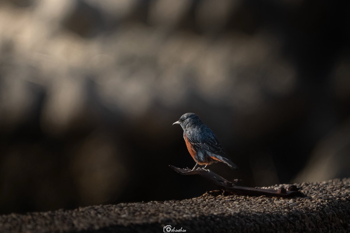 しんしん tweet media