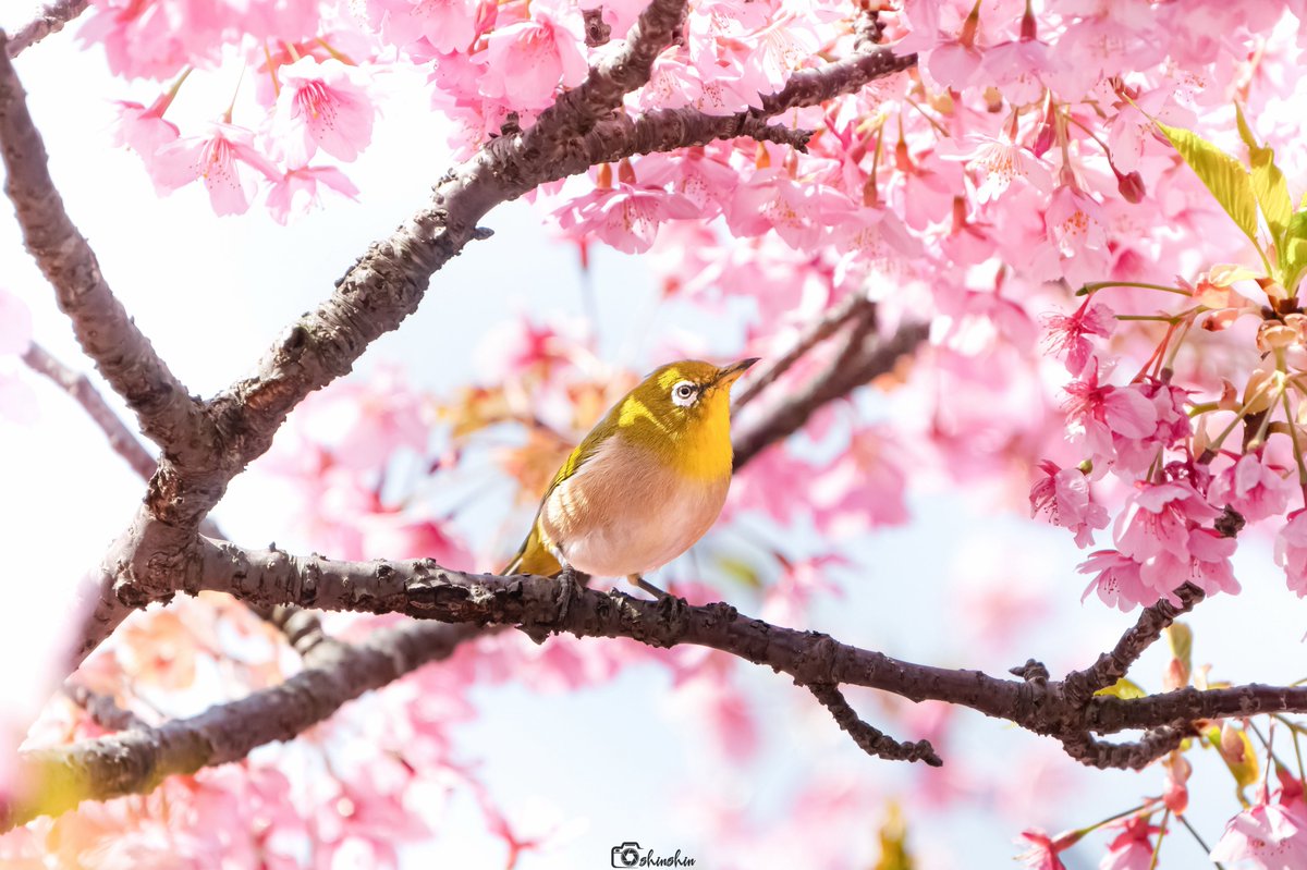 しんしん tweet media