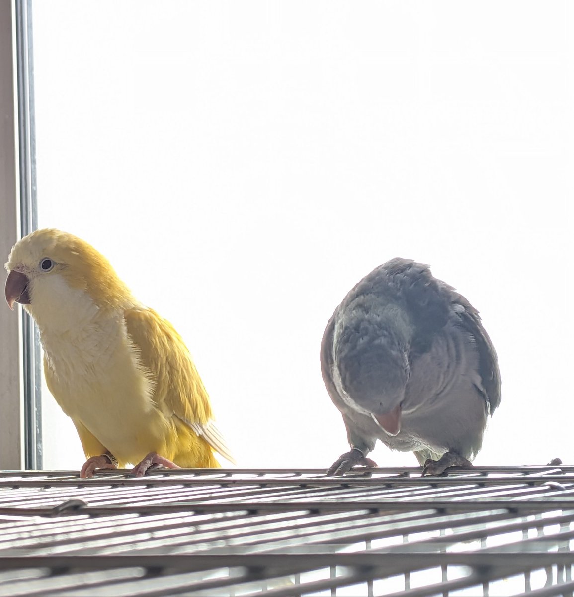 おは珈琲☕️🌿.•* とカレーちゃん🍛 #オキナインコ