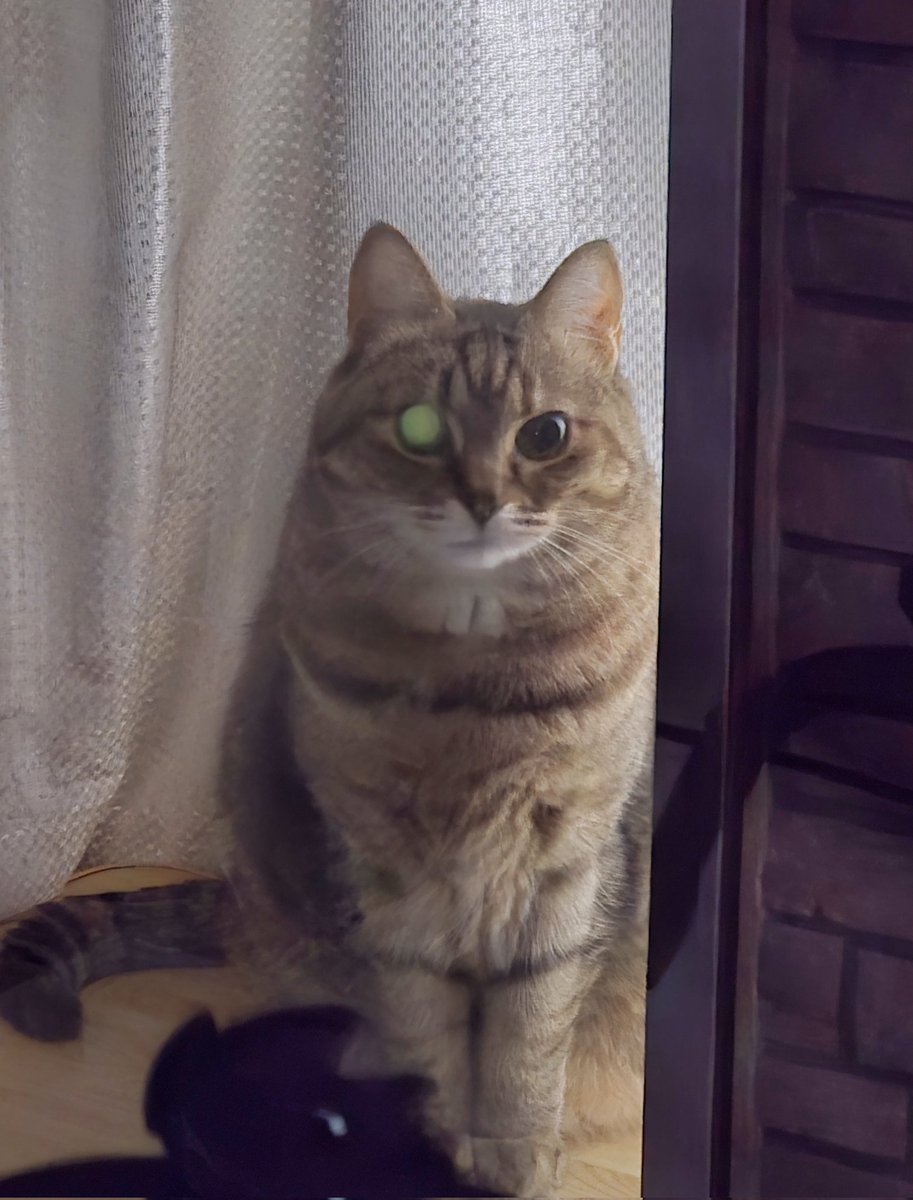 pon3767's tweet image. 昨晩、帰宅時のお迎えニャルソック👀✨  右眼が満月🌕に❓ꉂ🤭

 #キジトラ  #ニャルソック