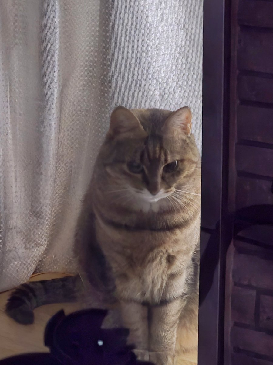 pon3767's tweet image. 昨晩、帰宅時のお迎えニャルソック👀✨  右眼が満月🌕に❓ꉂ🤭

 #キジトラ  #ニャルソック