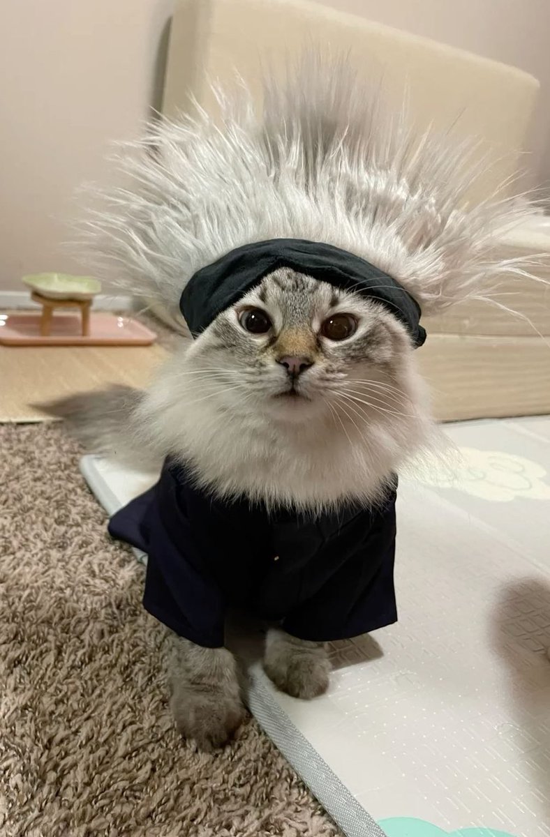 naky as cats 🐈‍⬛ tweet media