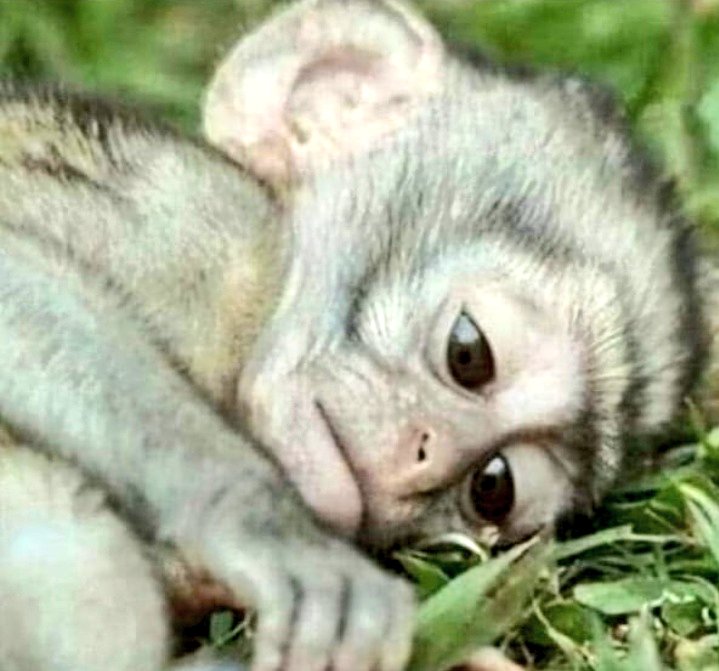 Heavy Metal Xavi™ tweet media