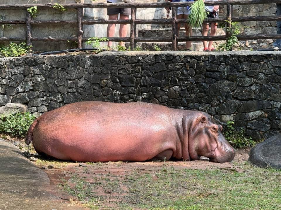 ทรงซิ่ง ทรงหมอบ #hippo #PygmyHippo #ขาหมูแอนด์เดอะแก๊ง #หมูเด้งเด้งกี่โมง #Moodeng #พี่ขาหมู #สวนสัตว์เปิดเขาเขียว