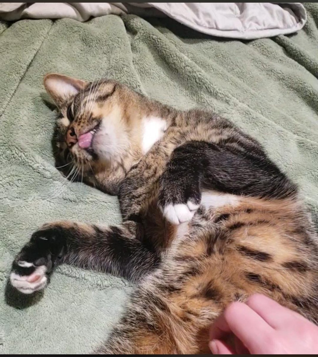 The pets only 🐾 tweet media