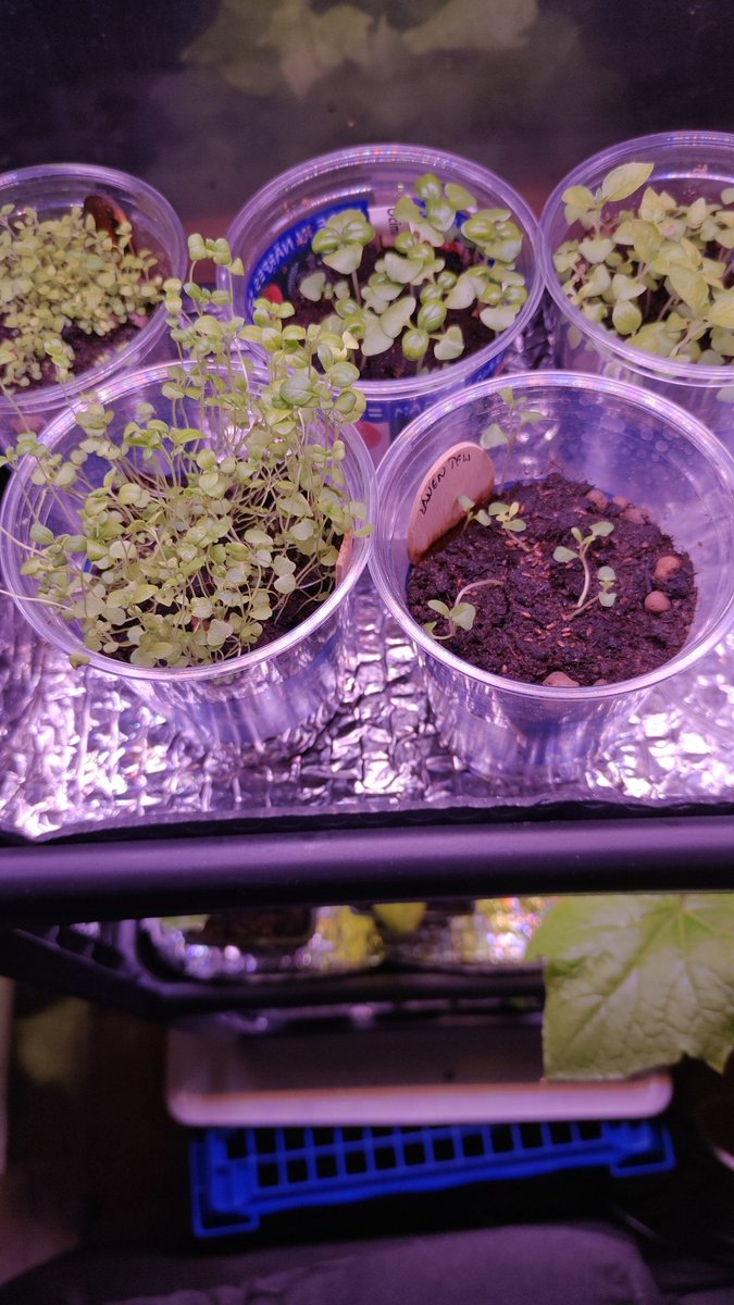 KristiinaHeino1's tweet image. Muistat pikein , basilikojen kanssa tuun joten kuten toimeen, mut nyt esim #oregano ja #meirami,n saan tuohon asti ja sitten onnistun tappamaan. Tosin onnistuin mä tappamaan timjaminikin, minkä ostin isona 🙈