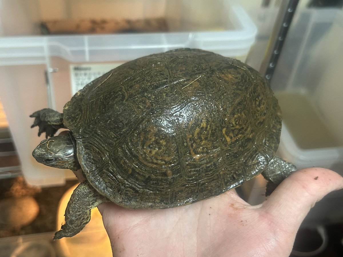 野生人 tweet media