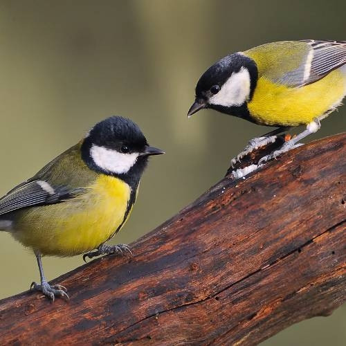 ArchFootQueen's tweet photo. This is a pair of great tits! https://t.co/5a9zaIVAiF