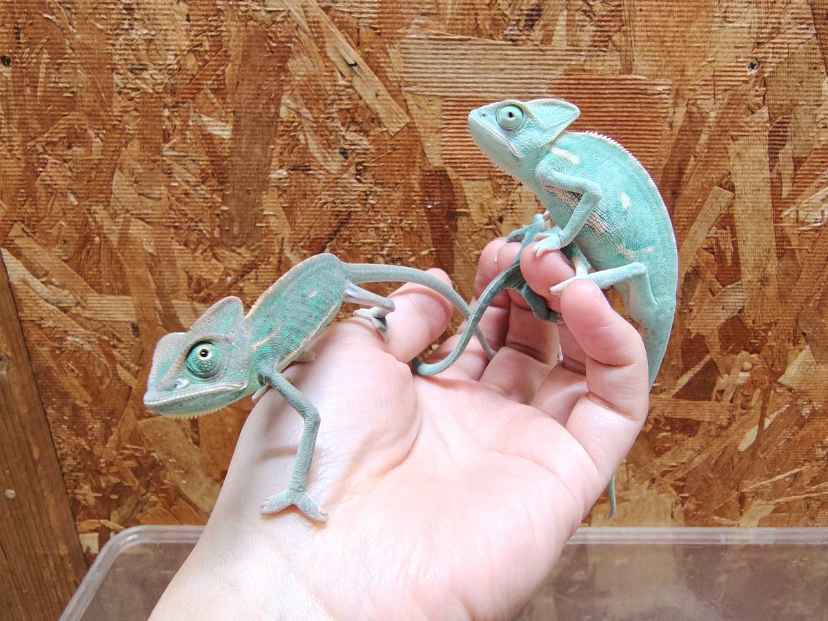 SAURIA守口店 tweet media