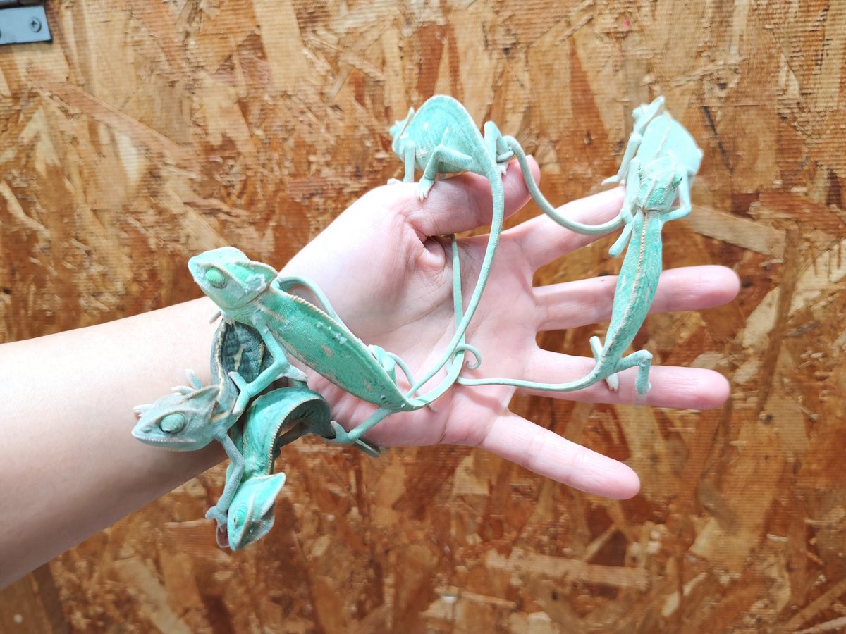 SAURIA守口店 tweet media