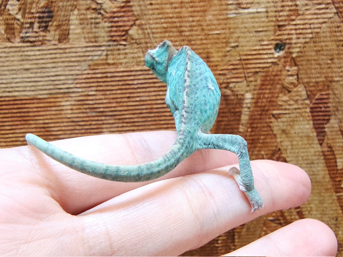 SAURIA守口店 tweet media