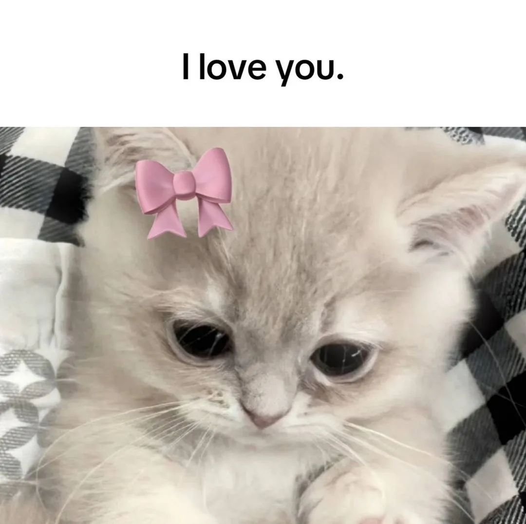 Punch Cat tweet media