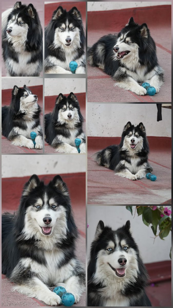 josemariaferez's tweet photo. Lobo fue rescatado de una ciudad en Oaxaca, lo compraron por moda. Era una crueldad mantenerlo ahí con un calor agobiante. Ahora vive en CDMX y está esterilizado. 

Creo que quiere ser modelo 😎 https://t.co/QqudjC3GbS