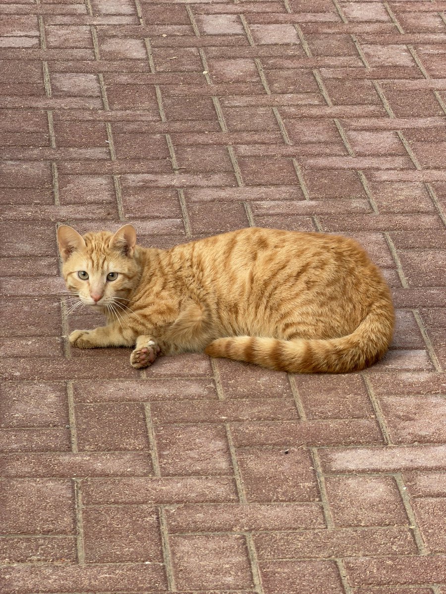 أَبْسَل tweet media