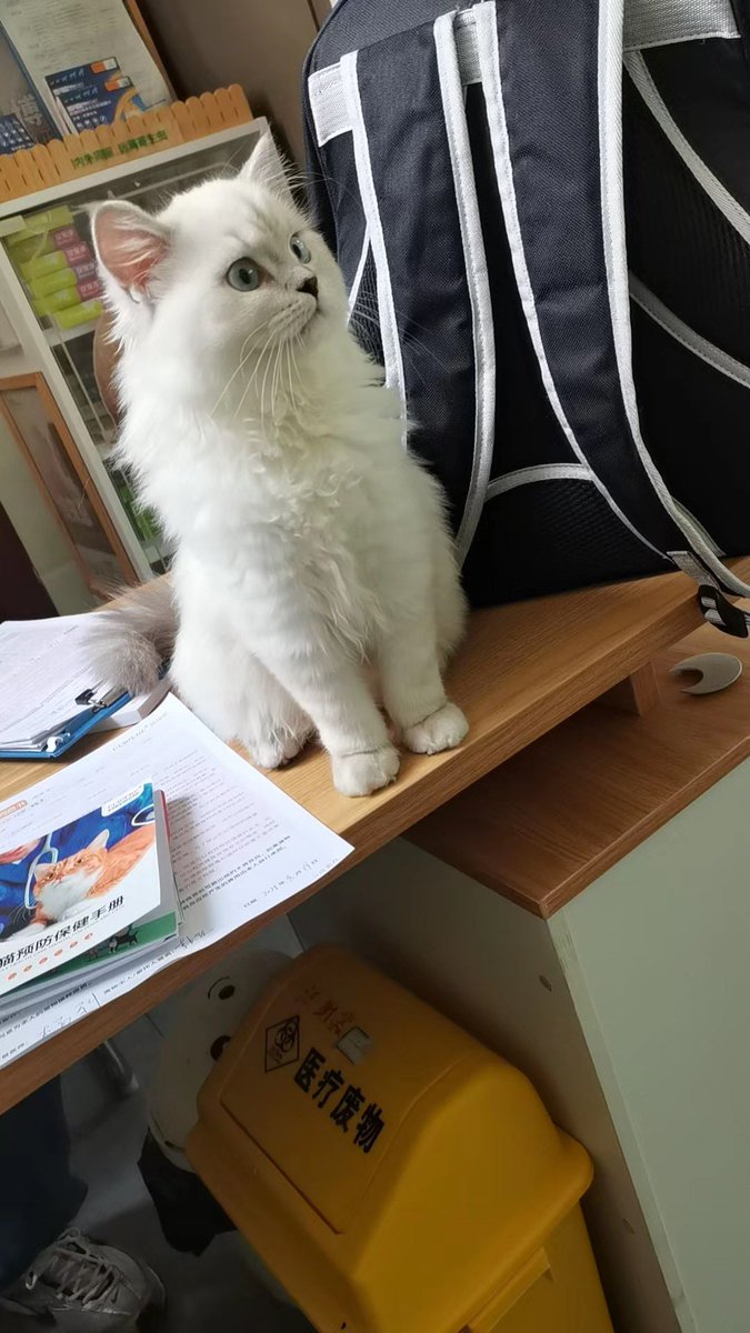 比特肥 || Bitfatty (🍀,🍀) tweet media