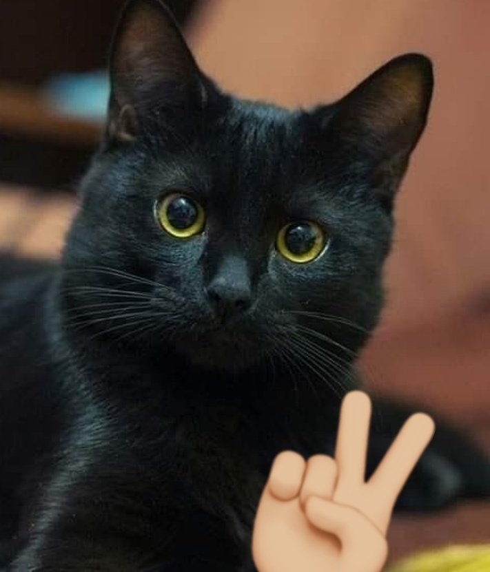 joaquin as cats (@bigotesxjoaco) on Twitter photo 