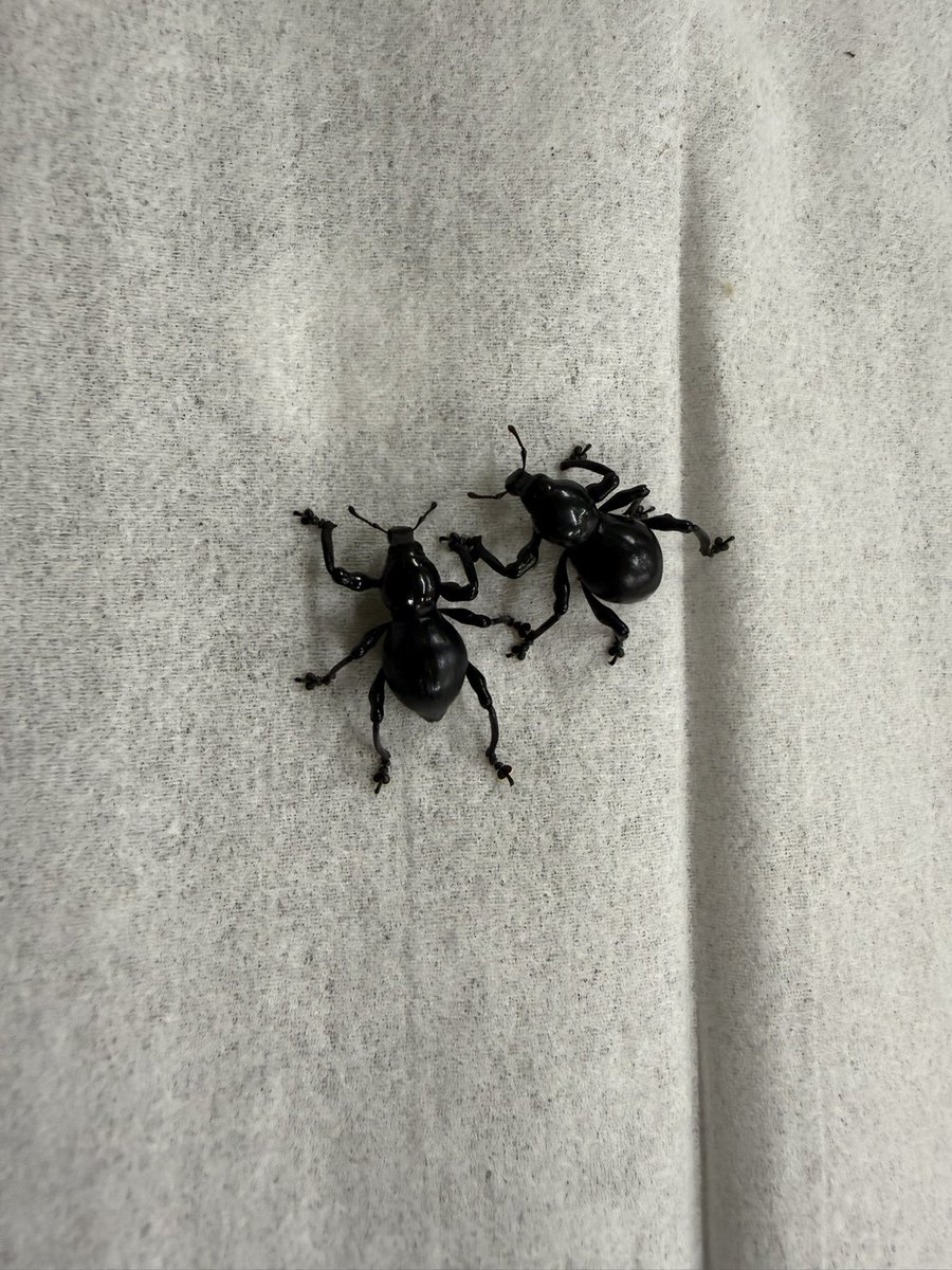 INSECT MART （インセクトマート） tweet media