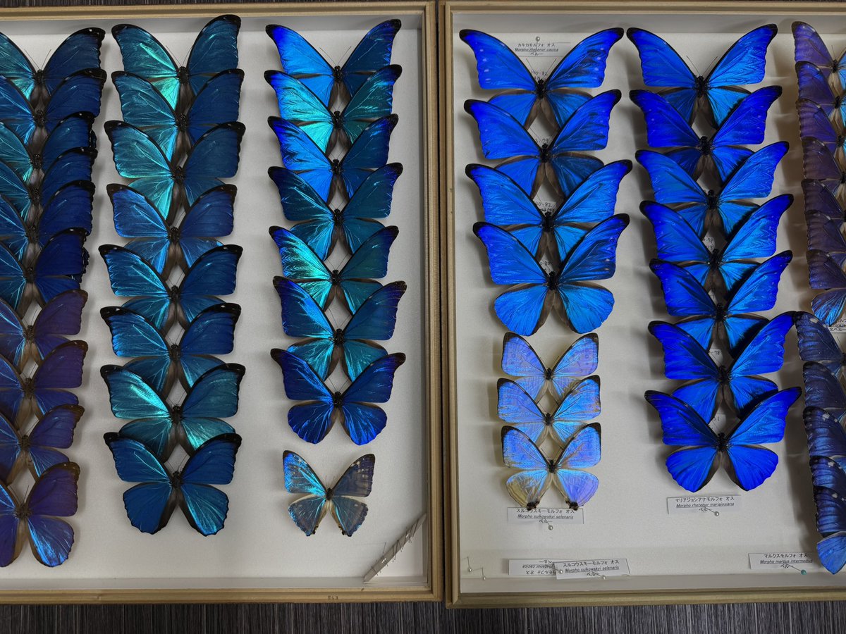 INSECT MART （インセクトマート） tweet media