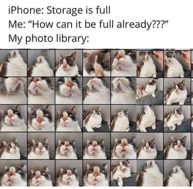PunchingCat's tweet photo. https://t.co/Oby6524fDk