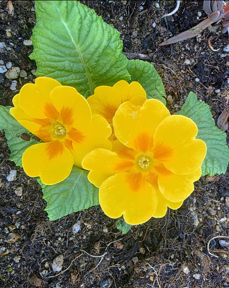 sukoya979's tweet image. 💚Spring flowers planted today, Primula.🌸💛#flowers #flowerstagram #floral