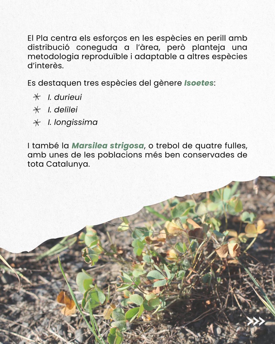 OFFSET TRAIL COOP.V tweet media