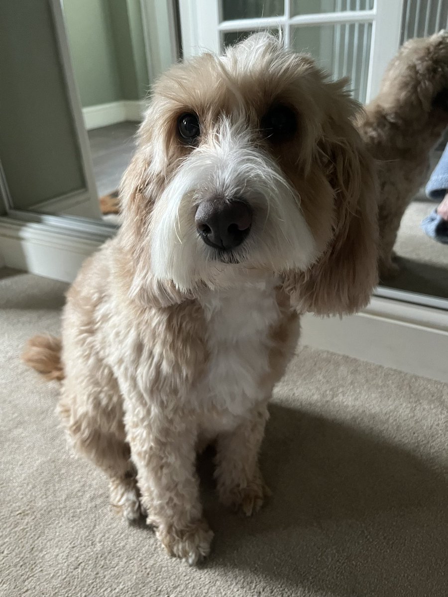 MissBella tweet media