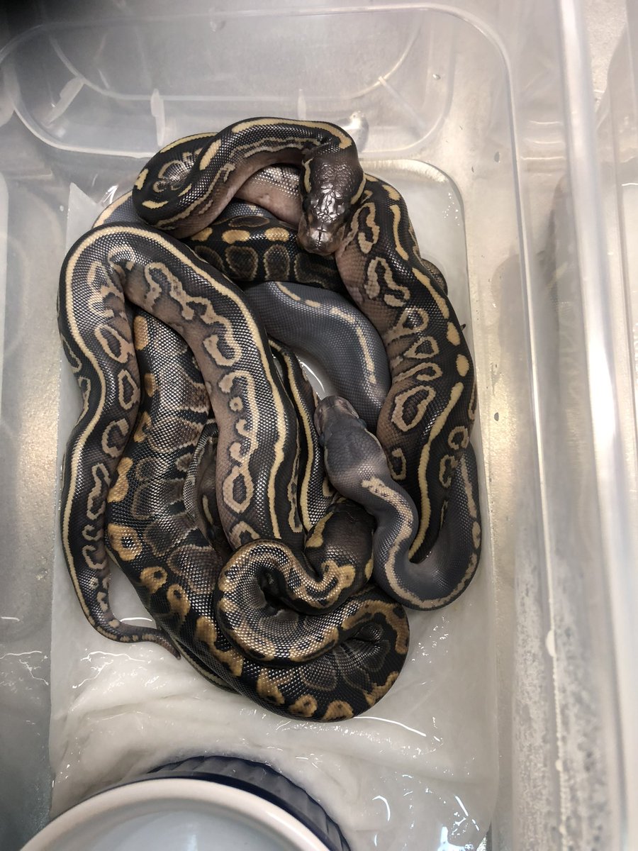python_bard tweet picture