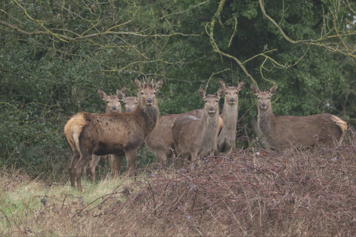 David Hateley tweet media