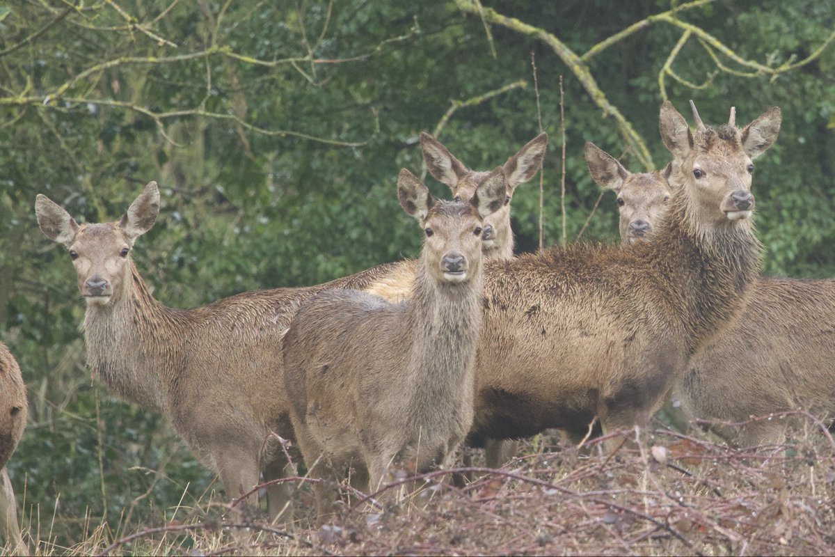 David Hateley tweet media