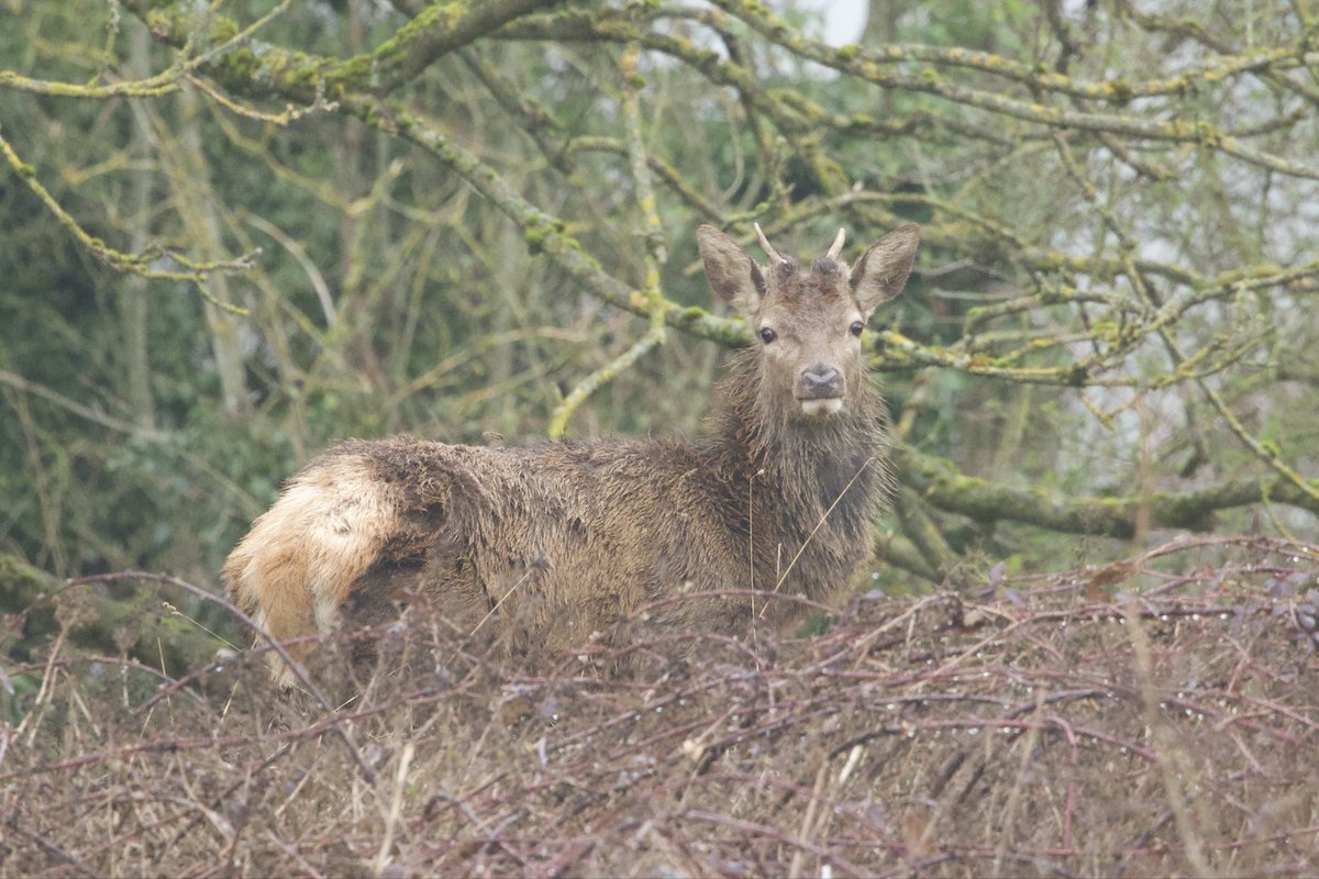 David Hateley tweet media