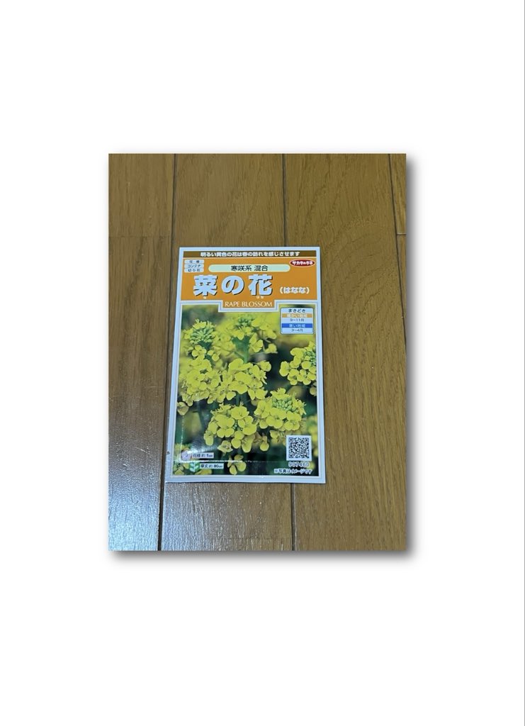 玄関前の階段菜園 3/6 (種まきから16日目) #菜の花 2/19 種まき 2/26